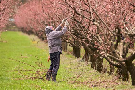 How To Prune A Peach Tree In Summer