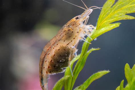 Amano Shrimp: Complete Guide on Breeding, Disease, and Care - The Aquarium Guide