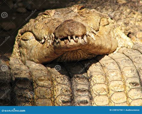 Funny Sleeping Crocodile Royalty Free Stock Photos - Image: 23816758