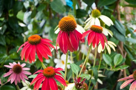 Coneflower Varieties