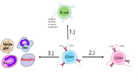 XIII-The role of CD4+ T cells in immunity Flashcards | Quizlet