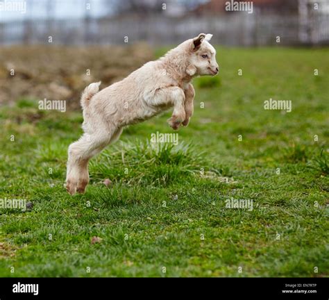 Baby goat jumping hi-res stock photography and images - Alamy