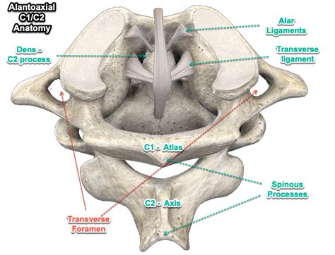 Cervical Spine Anatomy | Sport Med School