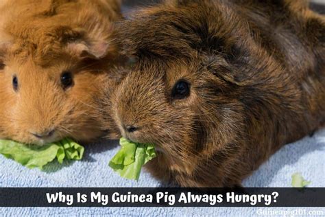 Why Is My Guinea Pig Always Hungry? (Causes & What To Do)