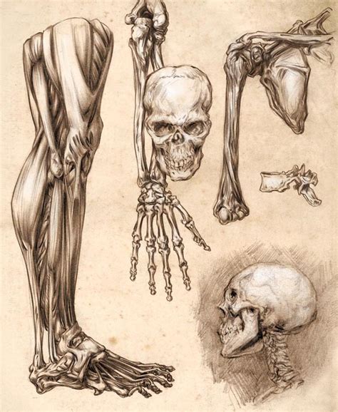 Design Context: OUGD403: Research Into The Human Anatomy