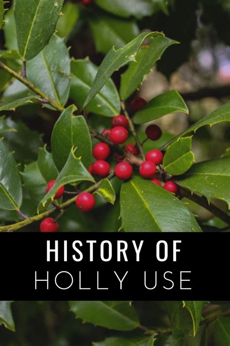 History Of Holly Use: Learn About Traditional Holly Plants - Gardening ...