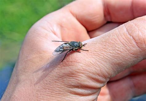 The hot weather means we are seeing more painful horsefly bites | Metro ...