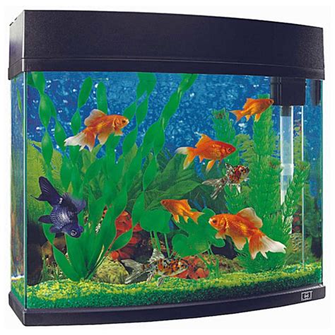 Cheap Fish Tanks & Aquariums | Tips & Guide