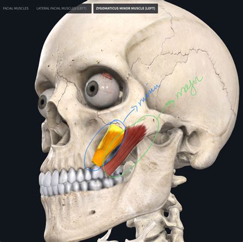 Zygomaticus Major
