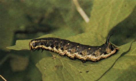 Moth Larvae Identification Chart