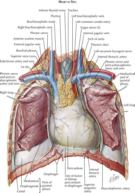 Human Thorax Diagram Labeled