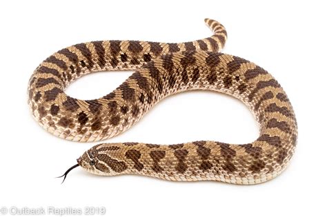 Hognose Snake female-3 | Outback Reptiles