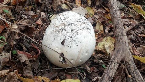 nearly completely round white fungus? - Mushroom Hunting and ...