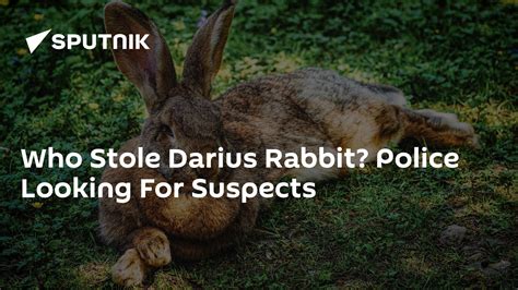 Who Stole Darius Rabbit? Police Looking For Suspects - 13.04.2021, Sputnik International