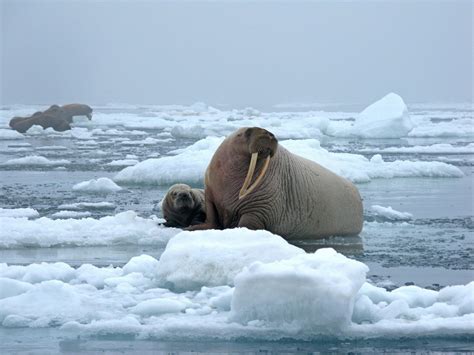 Female Walrus Dog Walks Russia, Protects Cubs | Namaste Negro