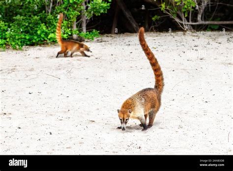 Coatis or Coatimundis meandering on the sandy beaches of Cancun, Mexico. Nicknamed hog-nosed ...