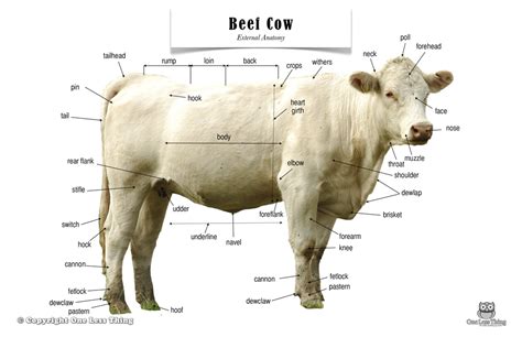 Update you Beef Cattle Body Parts worksheet with this new image ...