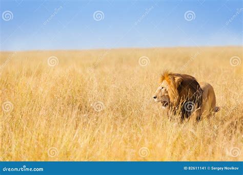 African Lion Hunting at Wide Spread of Prairie Stock Image - Image of golden, maasai: 82611141