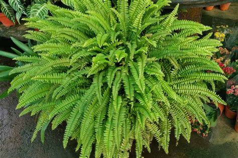 Nephrolepis exaltata (Boston Fern)