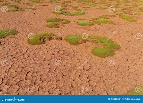 Altiplano Landscape Arid Soil with Green Moss Stock Image - Image of desert, america: 93908601