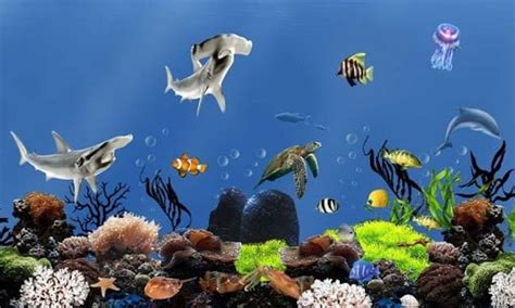 🔥 [49+] Live Fish Aquarium Wallpapers | WallpaperSafari