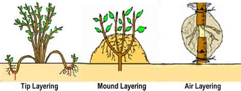 Plant Propagation Techniques and Benefits | Office of Sustainability ...