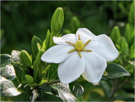 Dwarf Gardenia Photograph by Susan Hope Finley - Pixels