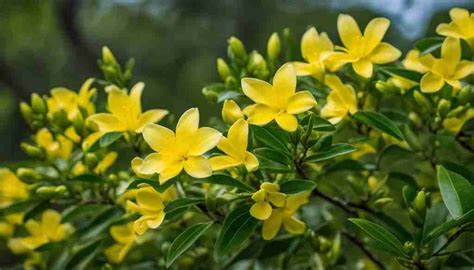 South Carolina State Flower: Yellow Jessamine, Meaning and Symbolism