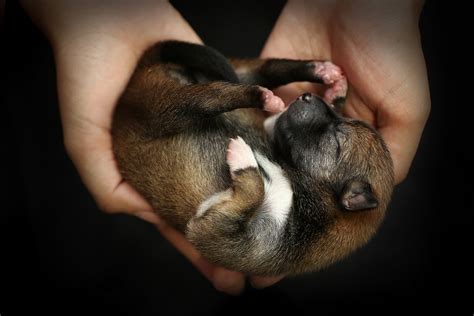 How to Take Care of Newborn Puppies