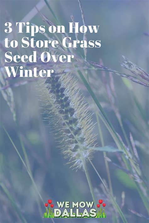 3 Tips on How to Store Grass Seed Over Winter | Grass seed, Grass seed types, Grass