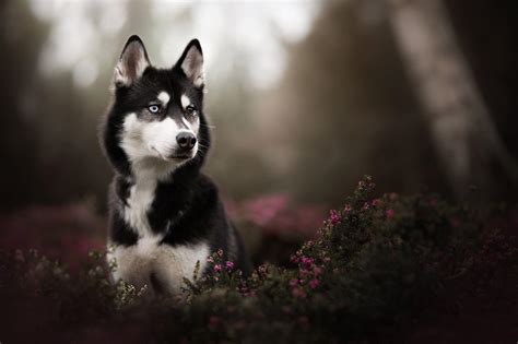 Black Husky Wallpapers - Top Free Black Husky Backgrounds - WallpaperAccess