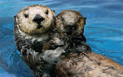 Adult Sea Otters Are Adopting Orphaned Babies at the Monterey Bay Aquarium