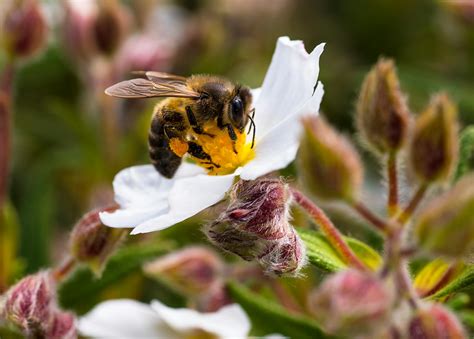 Free stock photo of bee, flower, pollen