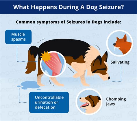 What Are The Signs Of A Dog Having A Seizure