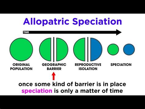 Peripatric Speciation