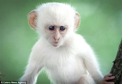 Rare Albino Monkey Seen In Playful Wrestling Match At Zoo - Travel - Nigeria