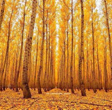 Beautiful trees. | Boardman oregon, Instagram, Oregon