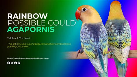 Rainbow African Lovebirds | Lovebird Mutations Guide