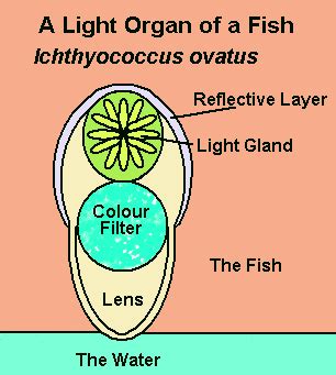 Bioluminescent Fish: How Fish Use Light To Their Advantage [2022]