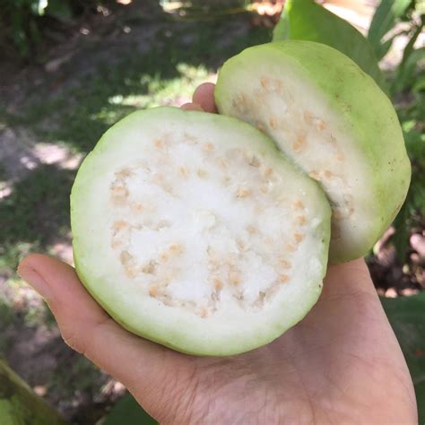 White Guava – Miami Fruit