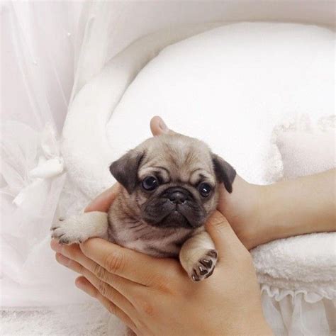 Teacup Pug | Cute pug puppies, Pug puppies, Pug puppies for sale