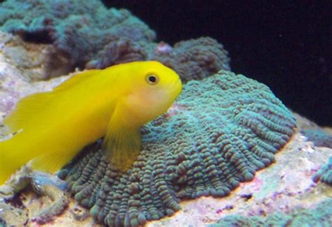 Caring for Saltwater Gobies | RateMyFishTank.com