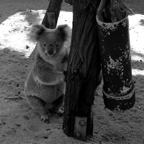 Koala Nature Zoo - Free photo on Pixabay - Pixabay