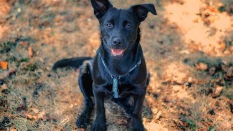 Lab German Shepherd Mix Puppies