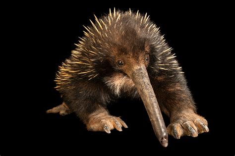 Western long-beaked echidna (Zaglossus bruijnii) - Joel Sartore