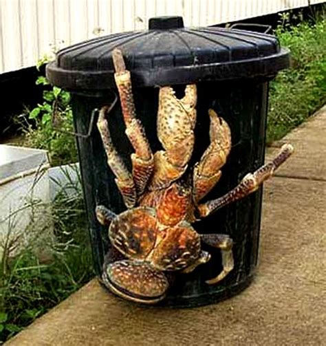 Giant Vanuatu Coconut Crabs - 10 Amazing Facts You Never Knew!