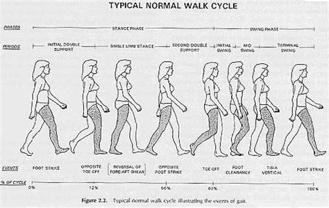 Phases of the Normal Gait Cycle Animation Storyboard, Animation ...