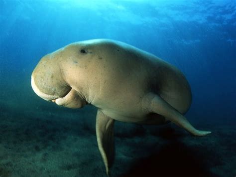 Zoo Animals: Dugong aka Sea Cow