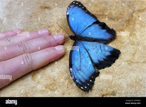 Stratford Butterfly Farm Stock Photo - Alamy