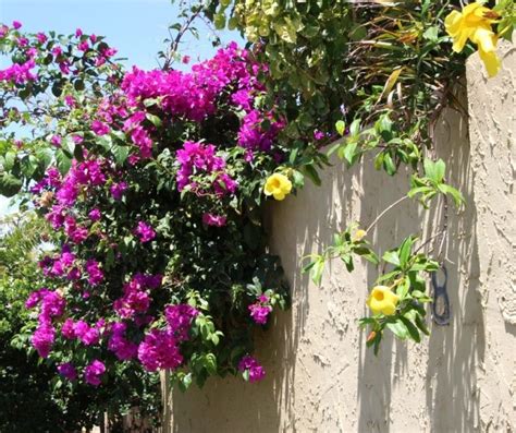 How to Train Bougainvillea on a Wall? - GardenZoo